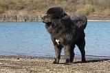 DOGUE DU TIBET 106